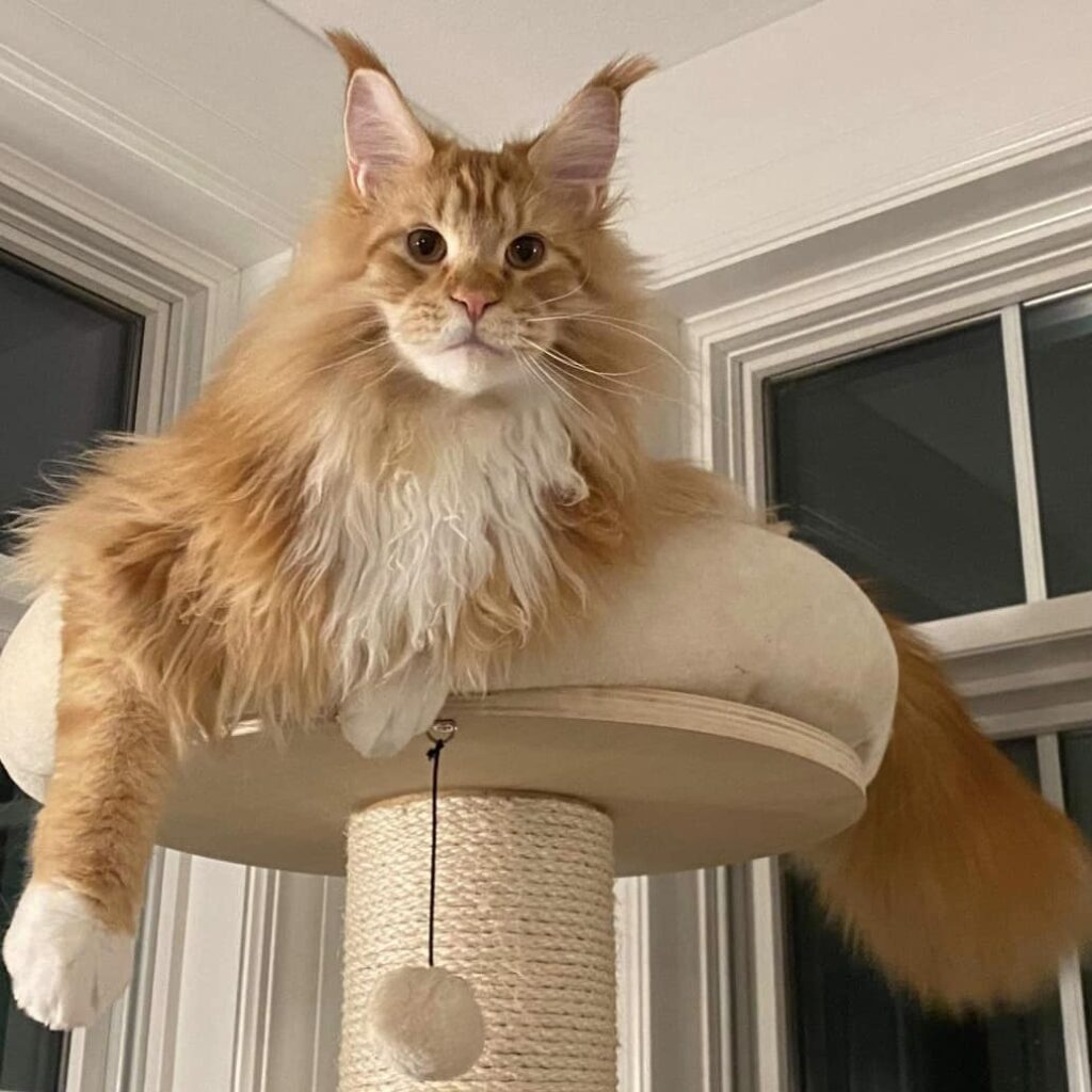 maine-coon-for-sale-in-giant-cat-tree ⋆ Sassy Koonz Maine Coon Cattery maine coon for sale in a giant cat tree