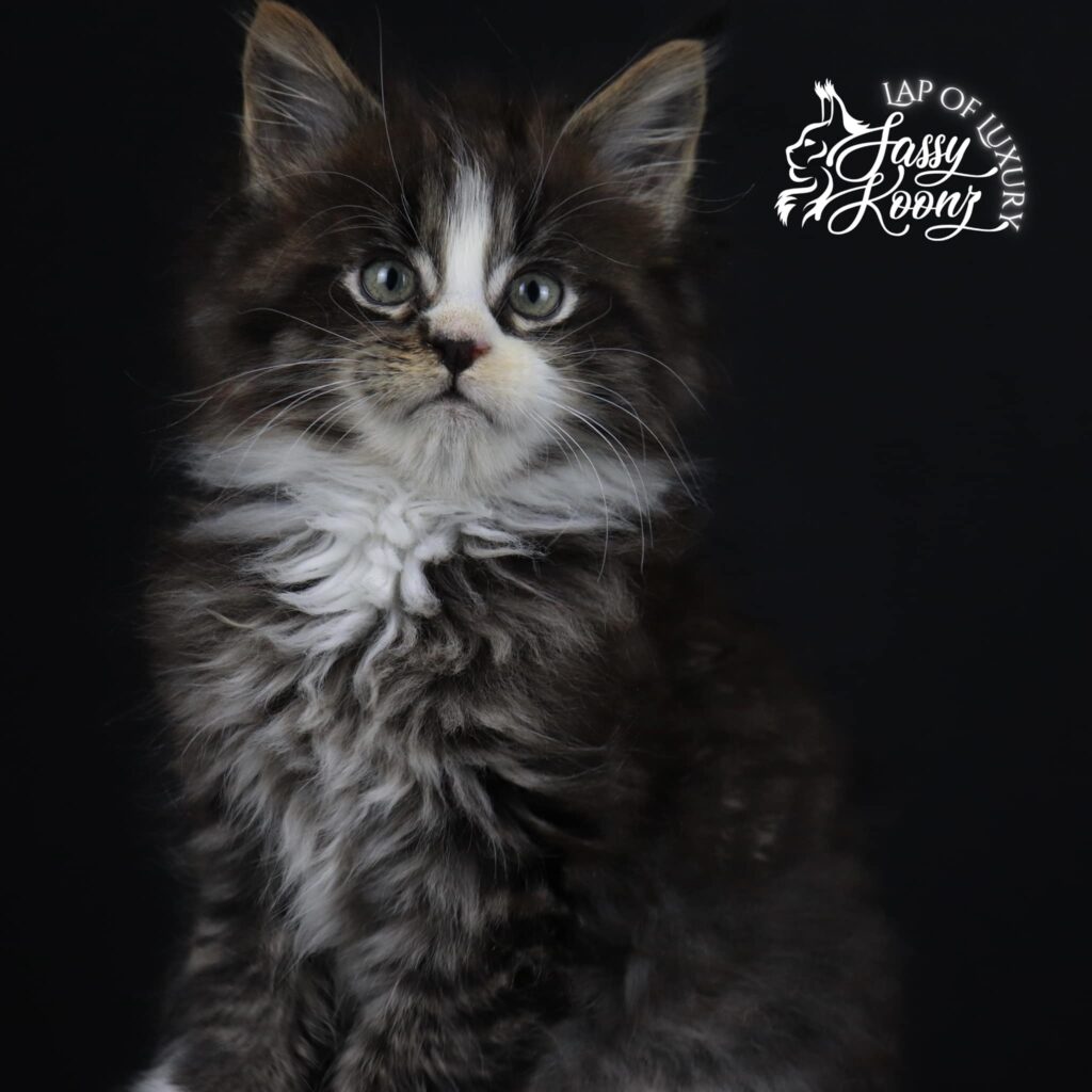 maine-coon-for-sale-reimagined-9-weeks-old ⋆ Sassy Koonz Maine Coon Cattery maine coon or sale reimagined 9 weeks old