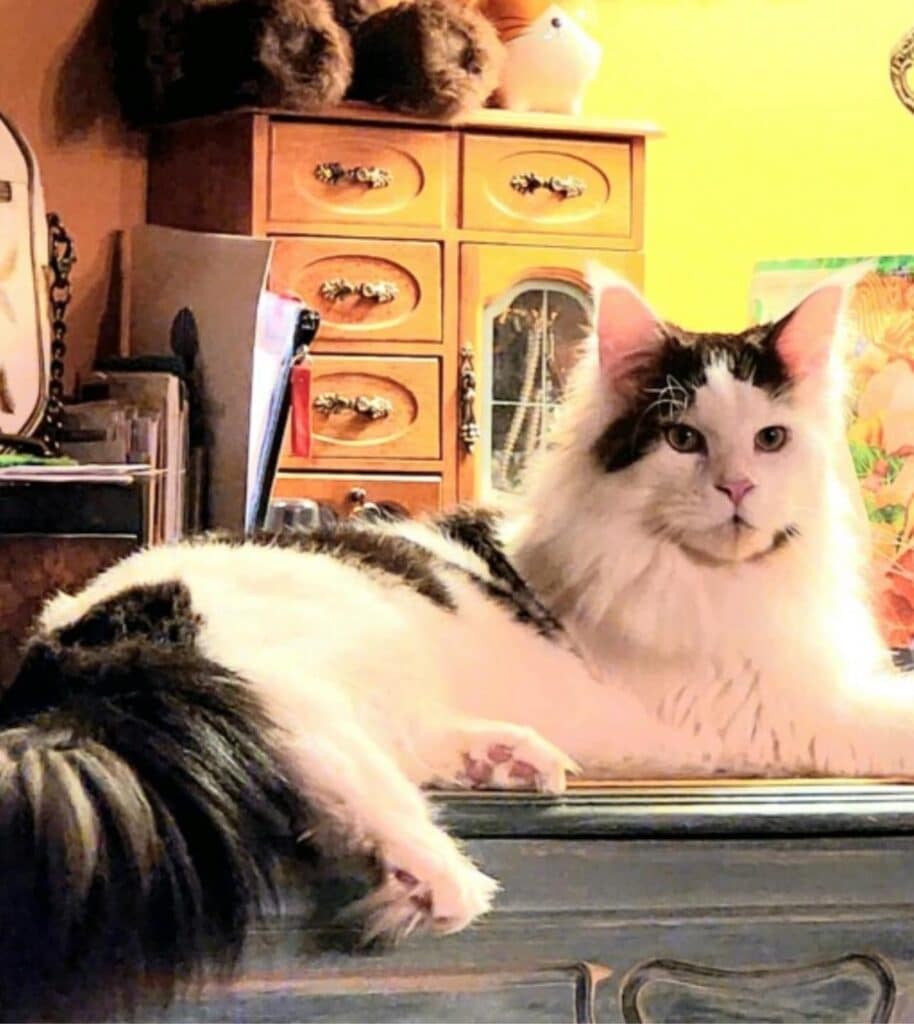 maine-coon-kitten-bicolor-tabby-lounging ⋆ Sassy Koonz Maine Coon Cattery maine coon kitten bicolor tabby lounging