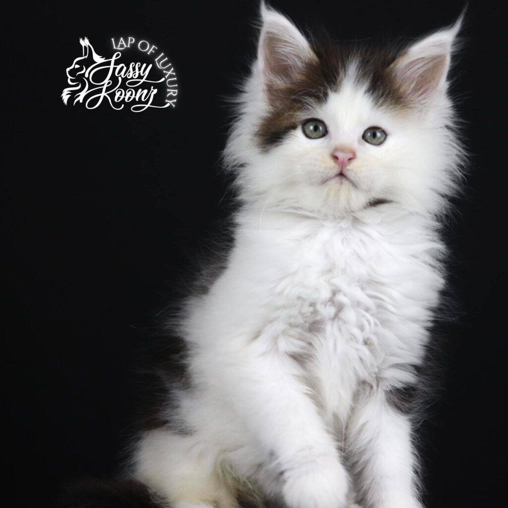 maine-coon-kitten-for-sale-black-and-white ⋆ Sassy Koonz Maine Coon Cattery maine coon kitten for sale black and white