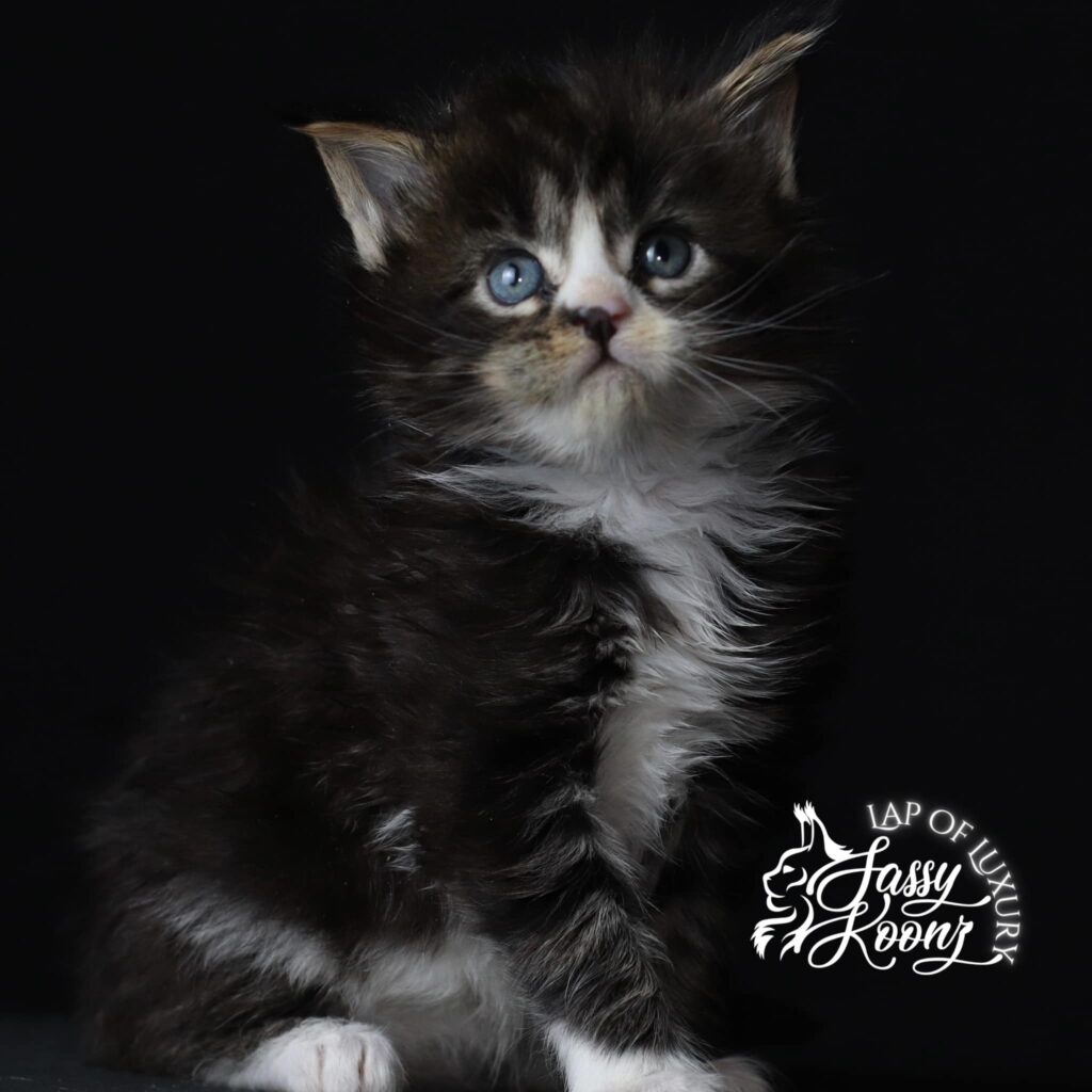 maine-coon-kitten-for-sale-black-tabby-radke ⋆ Sassy Koonz Maine Coon Cattery maine coon kitten for sale black tabby white nose