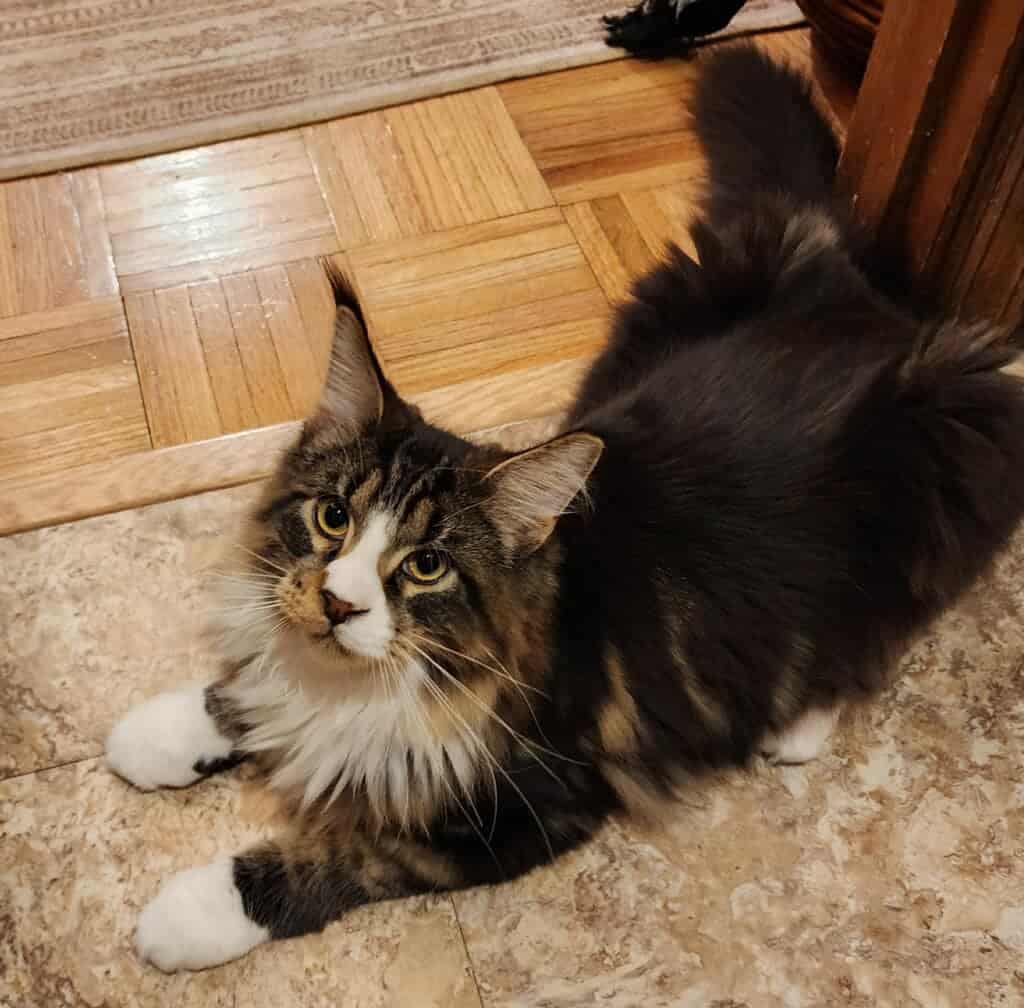 maine-coon-kitten-radke-grown-up ⋆ Sassy Koonz Maine Coon Cattery maine coon kitten radke grown up