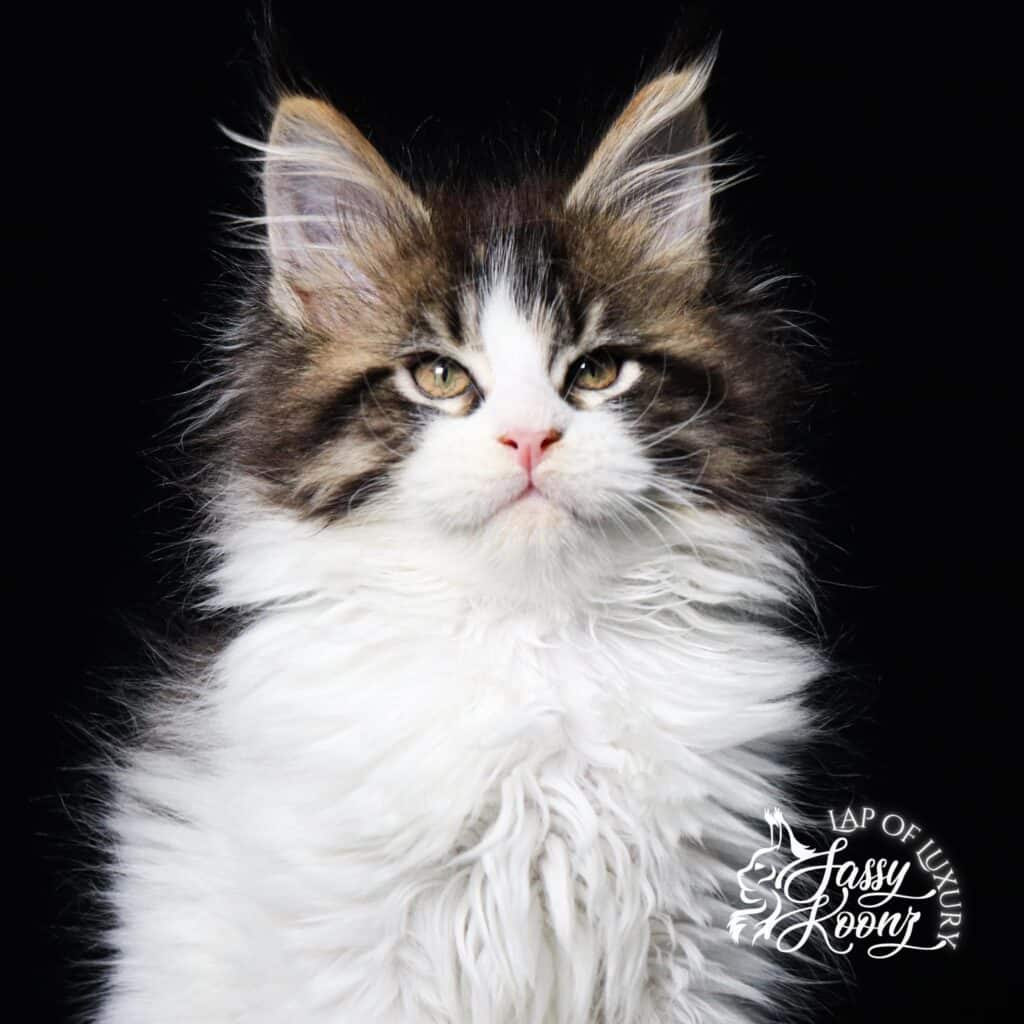 maine-coon-kittens-florida-popular-monster-big-cat ⋆ Sassy Koonz Maine Coon Cattery maine coon kittens florida popular monster big cat
