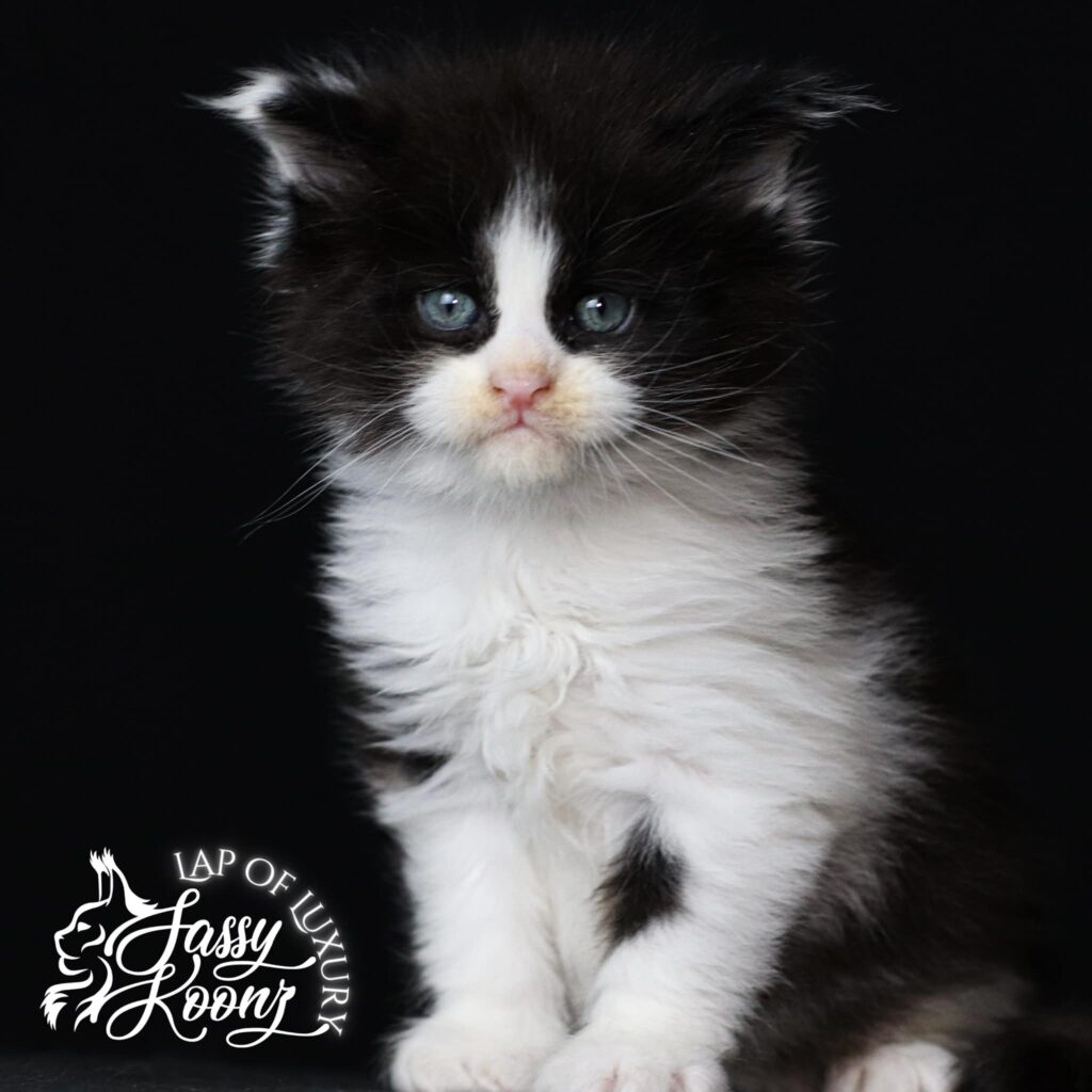 maine-coon-kittens-for-sale-black-white-adorable ⋆ Sassy Koonz Maine Coon Cattery maine coon kittens for sale black white adorable