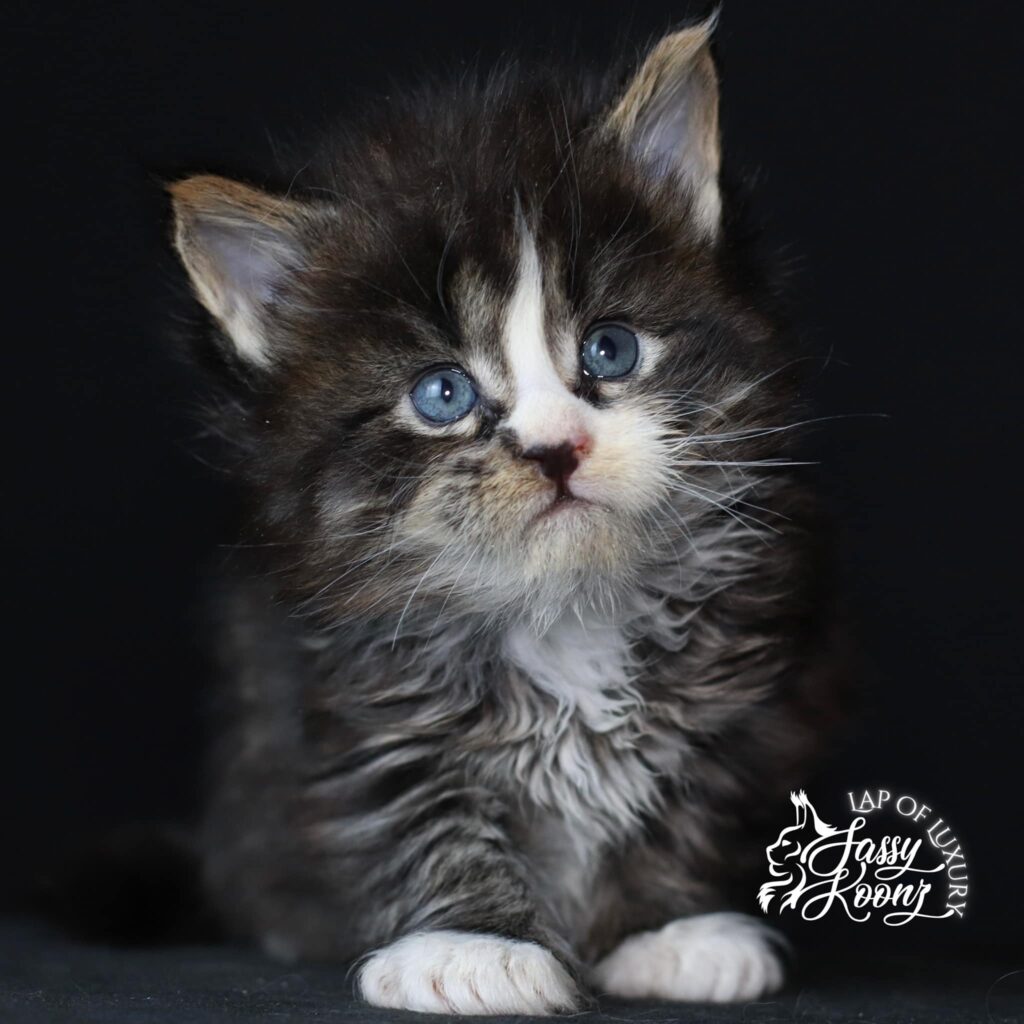 maine-coon-kittens-for-sale-reimagined-5-weeks-old ⋆ Sassy Koonz Maine Coon Cattery maine coon kittens for sale reimagined 5 weeks old