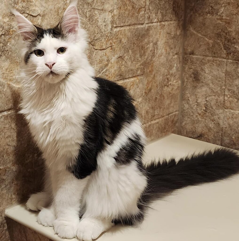 maine-coon-kittens-grown-up-tragic-magic ⋆ Sassy Koonz Maine Coon Cattery maine coon kittens grown up tragic magic