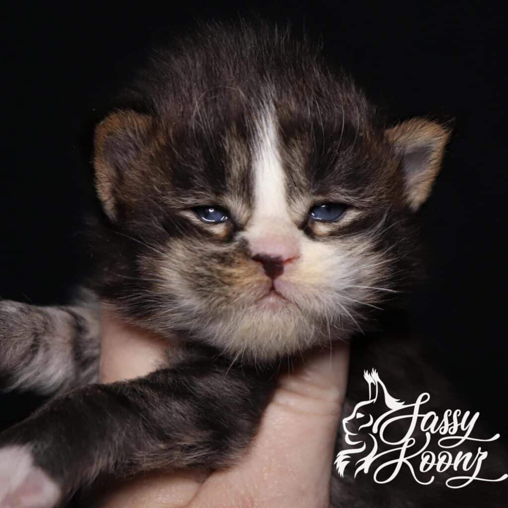 maine-coon-kittens-near-florida-reimagined ⋆ Sassy Koonz Maine Coon Cattery maine coon kittens near florida reimagined at 3 weeks old