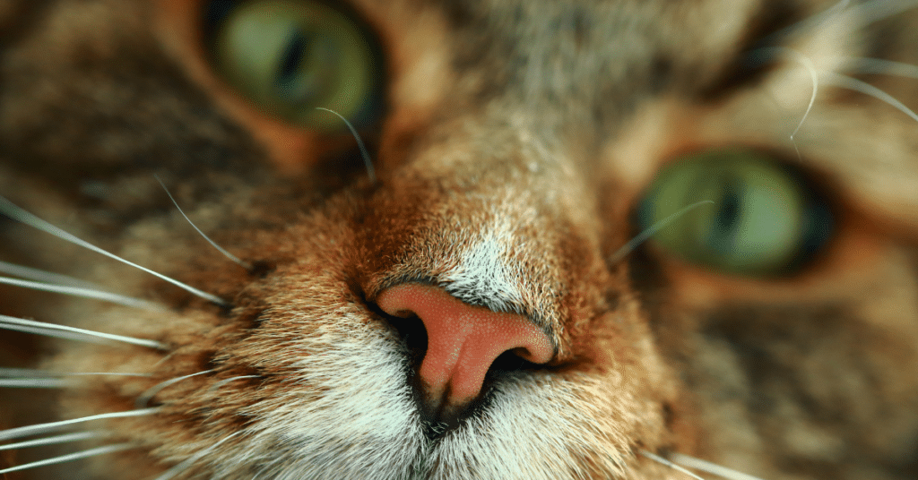 maine-coon-with-green-eyes-traveling- ⋆ Sassy Koonz Maine Coon Cattery maine coon cat that loves to travel