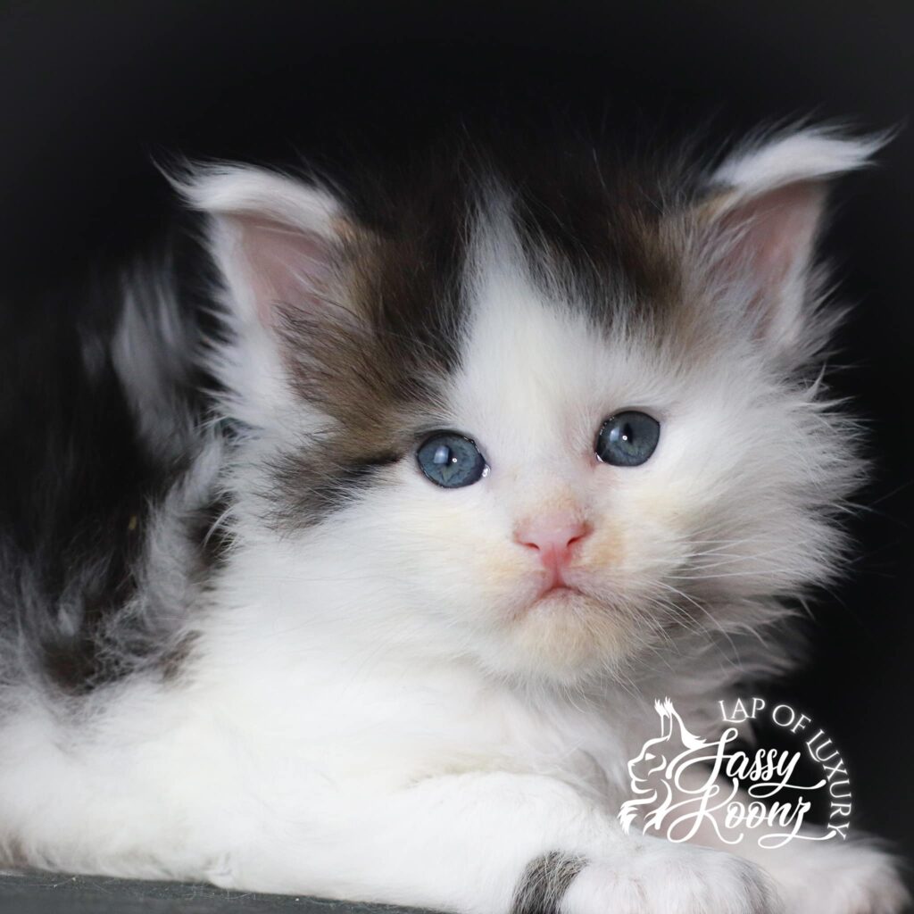 maine-coon-kittens-for-sale-tragic-magic-dobby-ears ⋆ Sassy Koonz Maine Coon Cattery maine coon kittens for sale tragic magic dobby ears