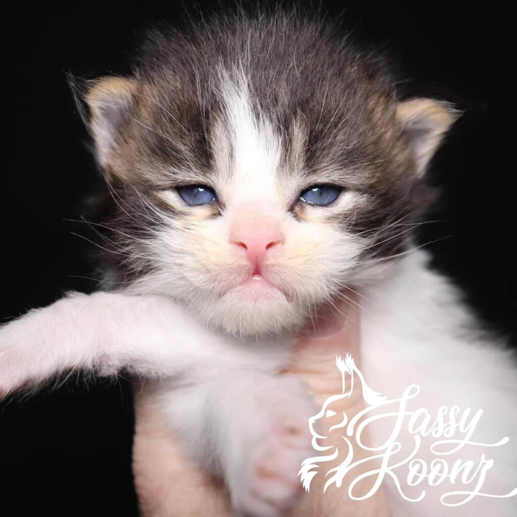 popular-monster-3-weeks-old-maine-coon-kitten-for-sale ⋆ Sassy Koonz Maine Coon Cattery maine coon kitten for sale popular monster 3 weeks old