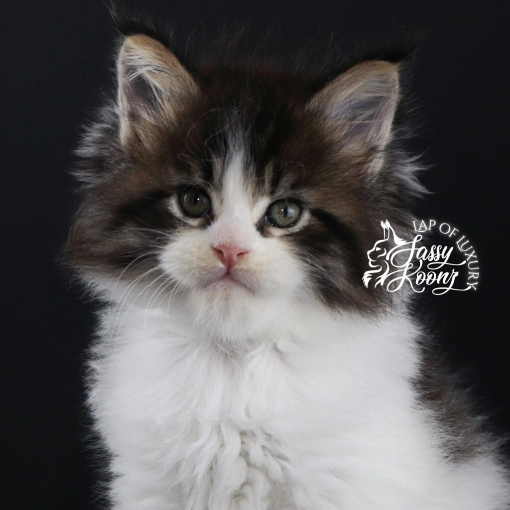 popular-monster-maine-coon-kitten-fluffy ⋆ Sassy Koonz Maine Coon Cattery popular monster maine coon kitten fluffy boy for sale