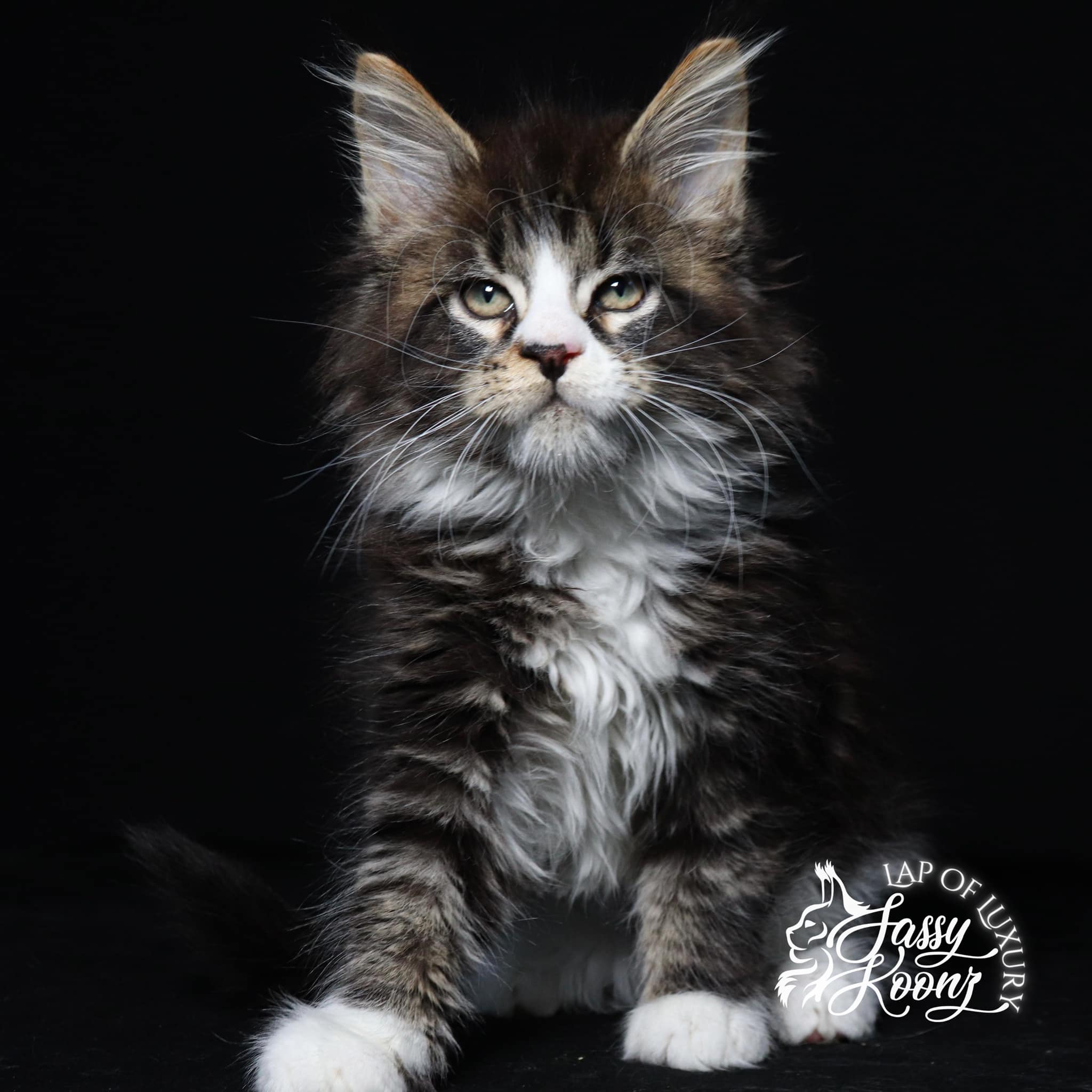 radke-awesome-maine-coon-cat-wild ⋆ Sassy Koonz Maine Coon Cattery radke awesome maine coon cat wild goatee