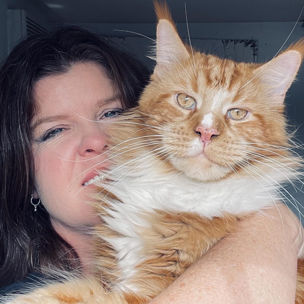 where-to-buy-maine-coon-kittens-red-cat ⋆ Sassy Koonz Maine Coon Cattery where to buy maine coon kittens red cat giant