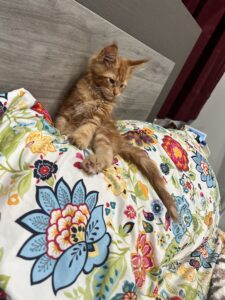 Gingerbread Man - Oragne Maine Coon Kitten at home chillin ⋆ Sassy Koonz Maine Coon Cattery gingerbread man organe maine coon kitten at home chillin