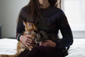 Soapy and mad Hatter, our Maine Coon kitten siblings at home with their new mom ⋆ Sassy Koonz Maine Coon Cattery maine coon siblings at home with new owner