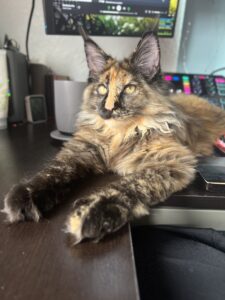 Lovejacker now known as Morgana looking out of the window - Beautiful maine Coon tortoiseshell cat ⋆ Sassy Koonz Maine Coon Cattery maine coon cat looking out window tortoiseshell