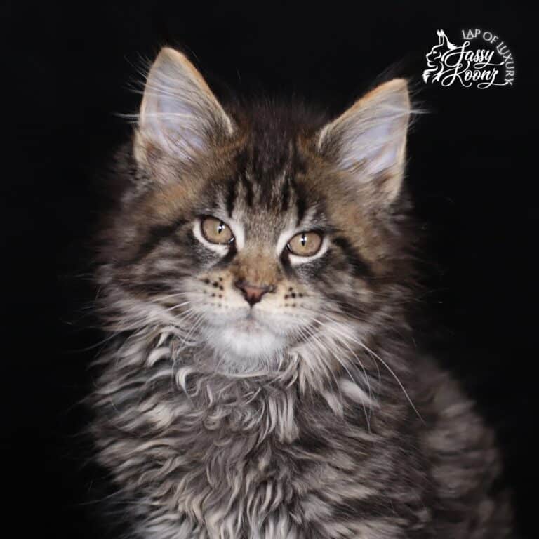 brown tabby maine coon kitten near me