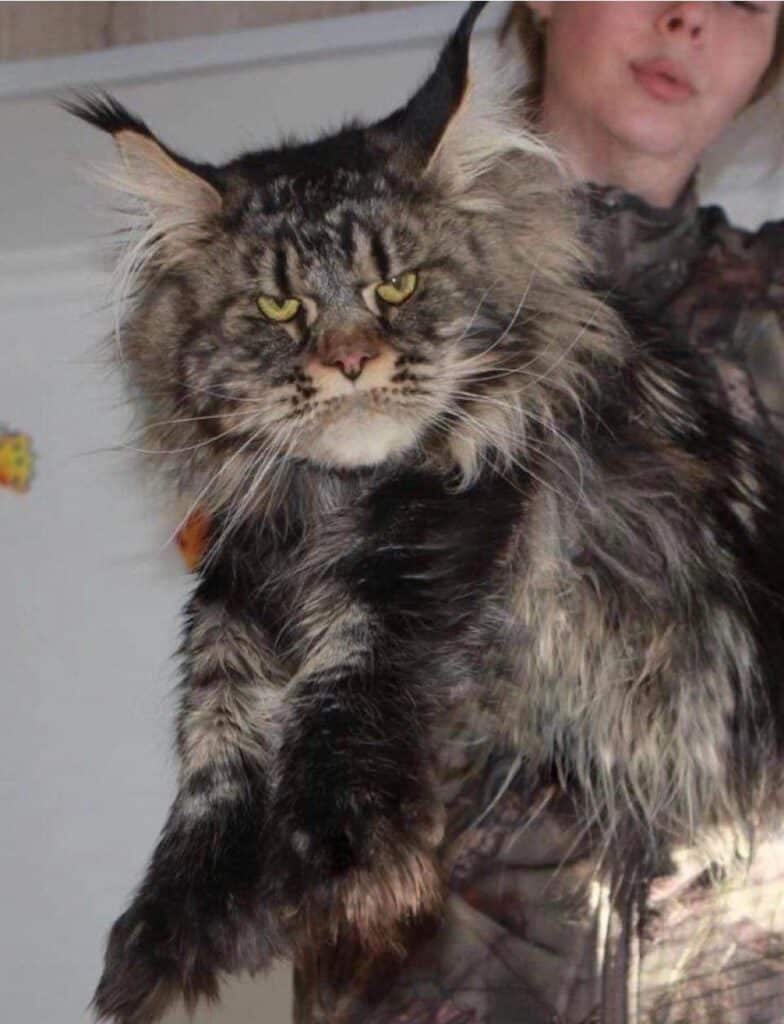 extra-large-maine-coon-cat-black-tabny-sire ⋆ Sassy Koonz Maine Coon Cattery