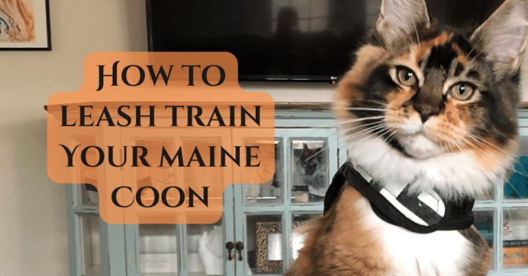 how to leash train maine coon