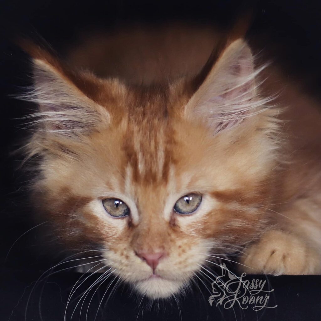 maine-coon-cats-for-sale-in-florida ⋆ Sassy Koonz Maine Coon Cattery maine coon cats for sale in florida