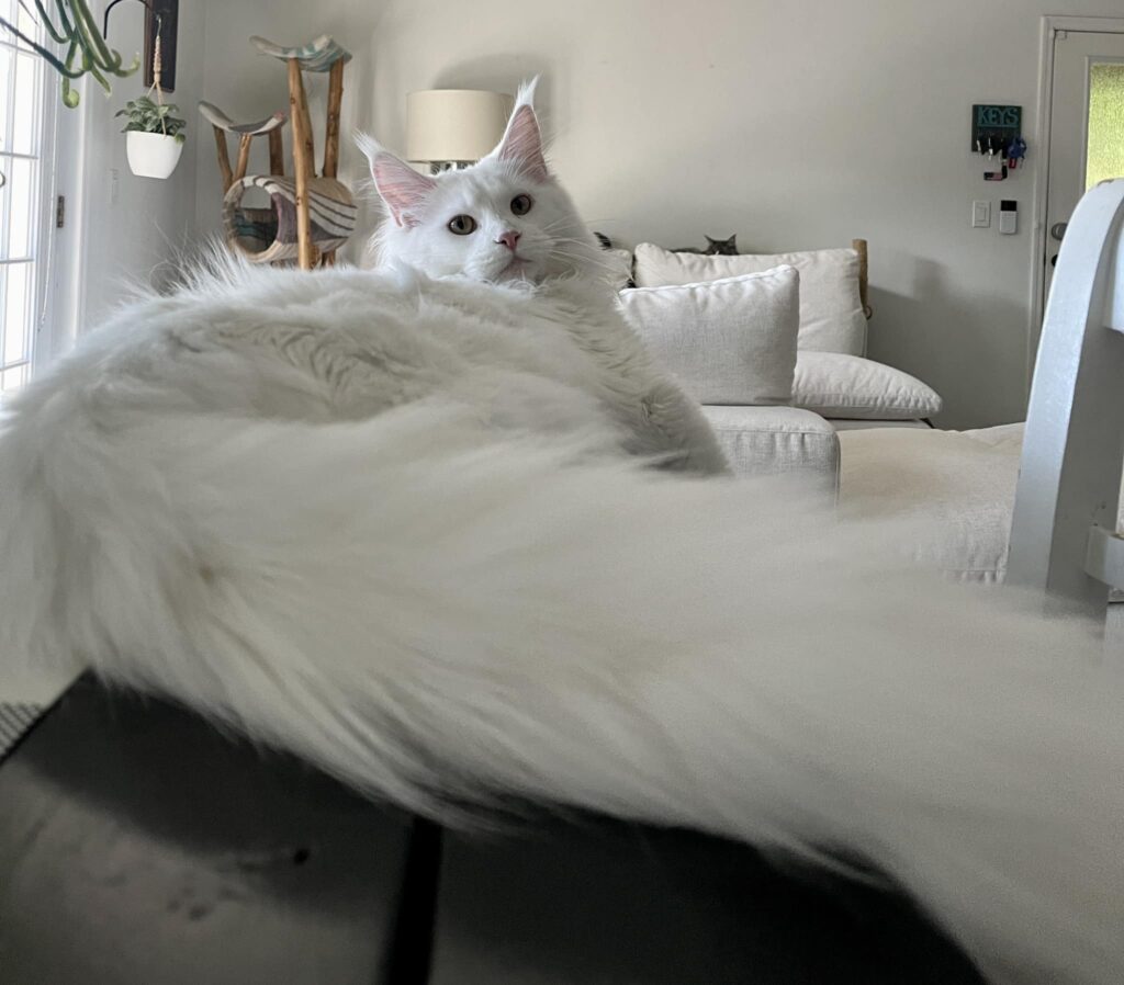 maine-coon-for-sale-white-magic-tail ⋆ Sassy Koonz Maine Coon Cattery maine coon for sale white magic tail