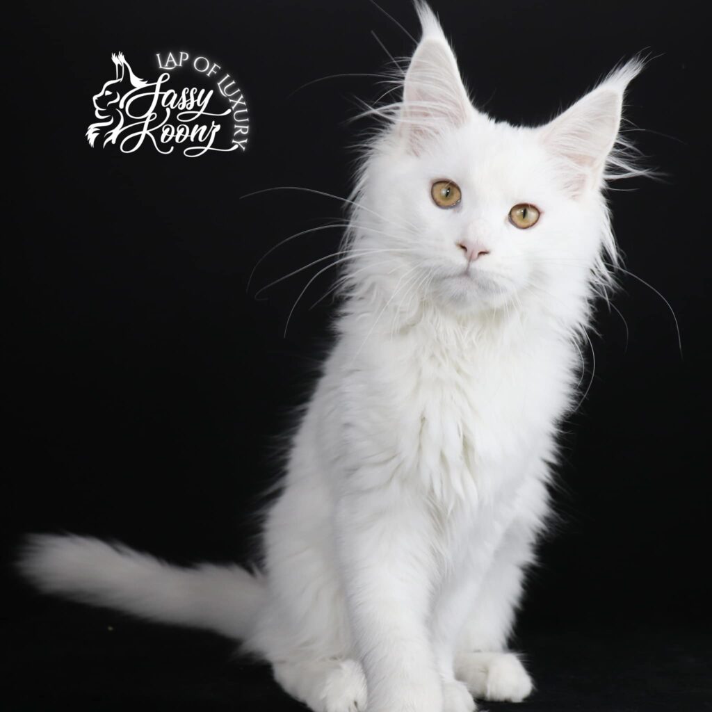 maine-coon-kitten-white-magic ⋆ Sassy Koonz Maine Coon Cattery white maine coon kitten magic