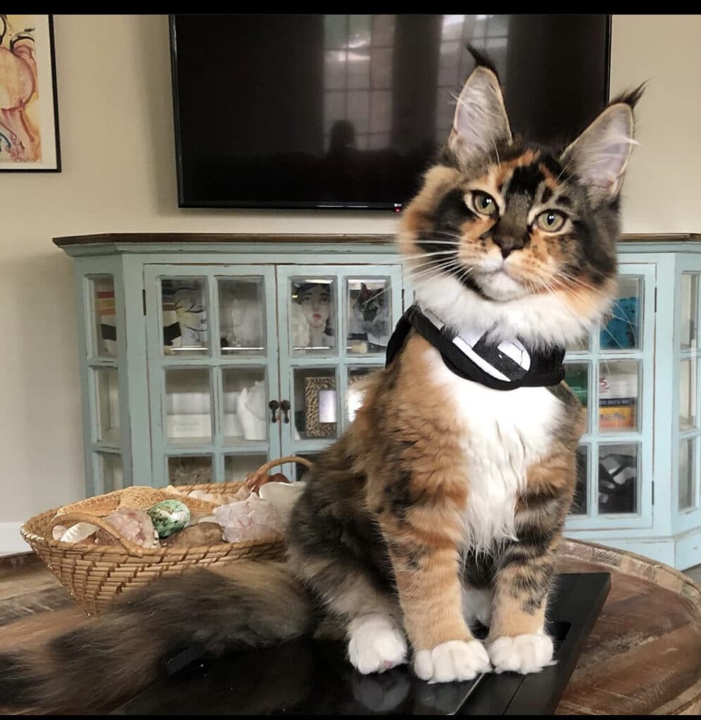 maine-coon-leash ⋆ Sassy Koonz Maine Coon Cattery