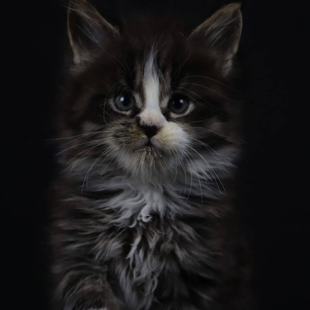reimagined-maine-coon-kittens-for-sale ⋆ Sassy Koonz Maine Coon Cattery reimagined maine coon kittens for sal e