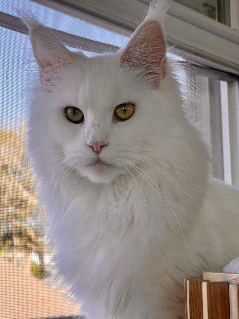 sassy-koonz-magic-lap-luxury-white-maine-coon ⋆ Sassy Koonz Maine Coon Cattery sassy koonz magic lap of luxury white maine coon