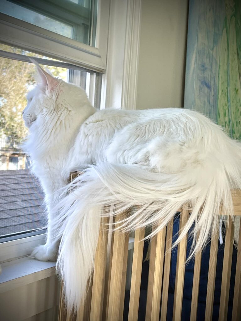 white-female-maine-coon-cat-long-tail-furry ⋆ Sassy Koonz Maine Coon Cattery white female maine coon cat long tail furry