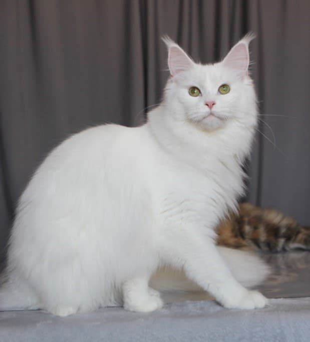 white-maine-coon-female-queen ⋆ Sassy Koonz Maine Coon Cattery
