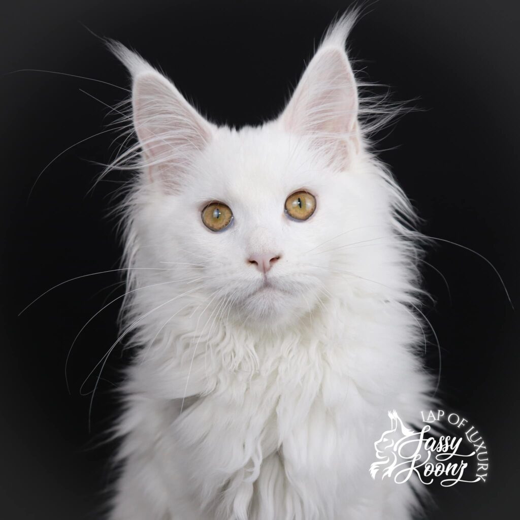 white-maine-coon-magic ⋆ Sassy Koonz Maine Coon Cattery maine coon kitten magic female
