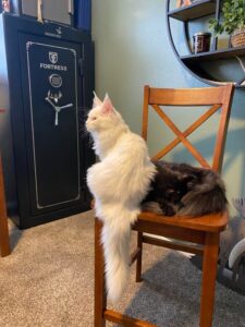 white-maine-coon-wango-tango-sitting-chair-long-tailjpg ⋆ Sassy Koonz Maine Coon Cattery white maine coon cat long tail sitting on chair