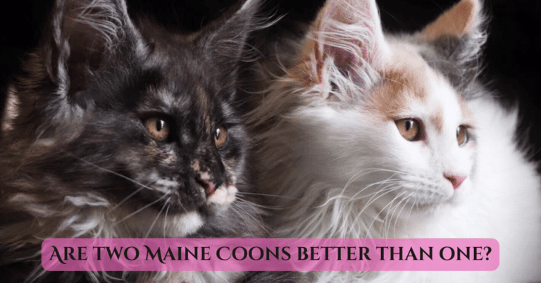 are two maine coons better than one