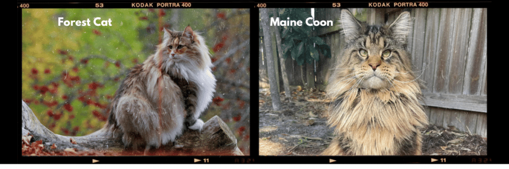 Maine-Coon-vs-Norwegian-Forest-Cat ⋆ Sassy Koonz Maine Coon Cattery maine coon vs norwegian forest cat