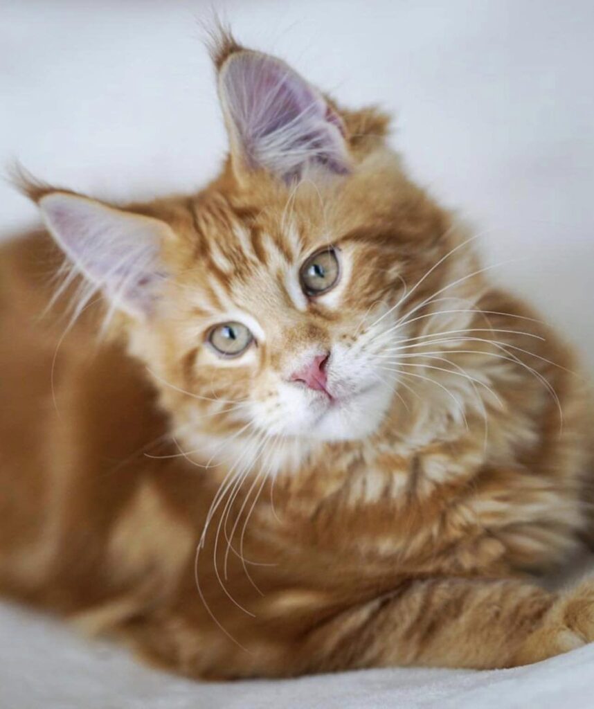 beautiful-maine-coon-kitten-perfect-pose- โ Sassy Koonz Maine Coon Cattery beautiful maine coon kitten right before he goes home