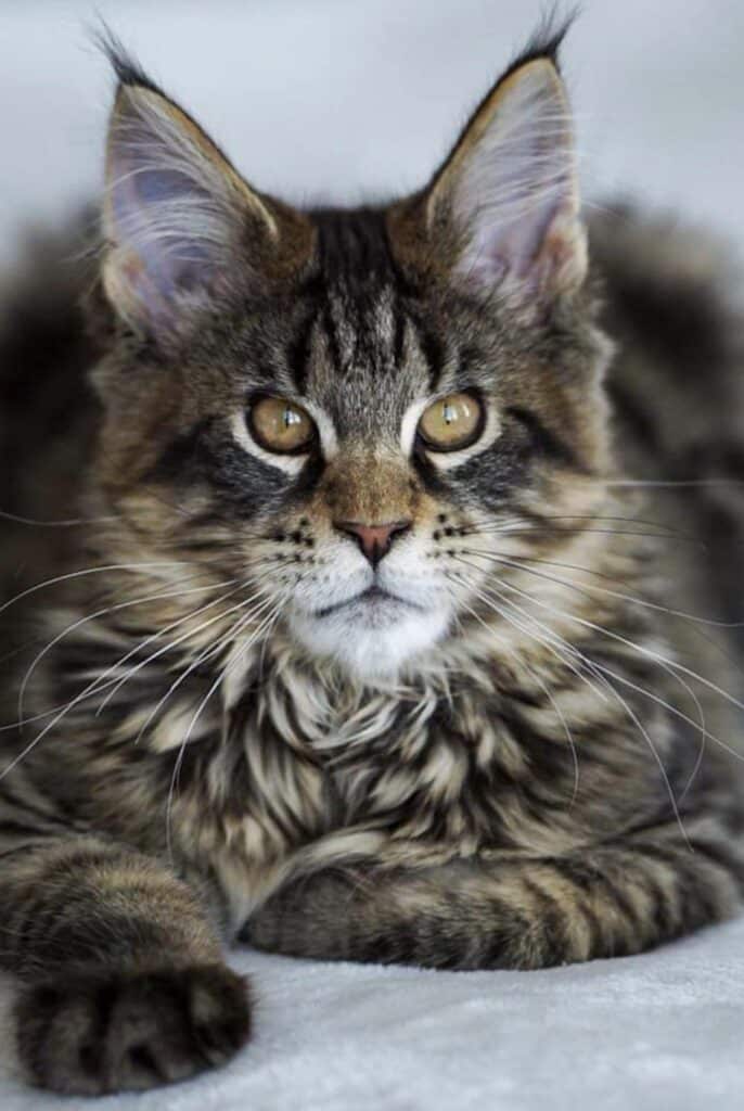 black-mackeral-maine-coon-kittens-for-sale ⋆ Sassy Koonz Maine Coon Cattery black mackerel maine coon kittens for sale soapy