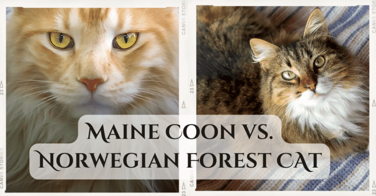 comparison photo of maine coon and norwegian forest cat