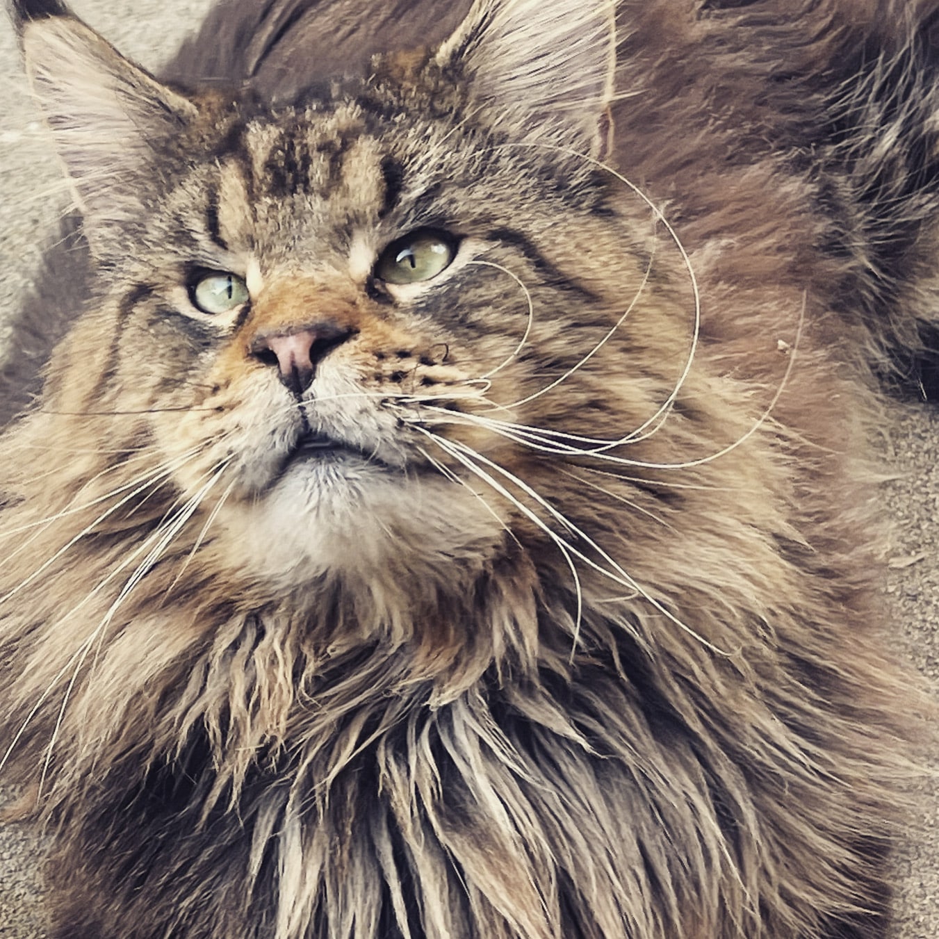 brown-tabby-maine-coon-european ⋆ Sassy Koonz Maine Coon Cattery brown tabby maine coon european