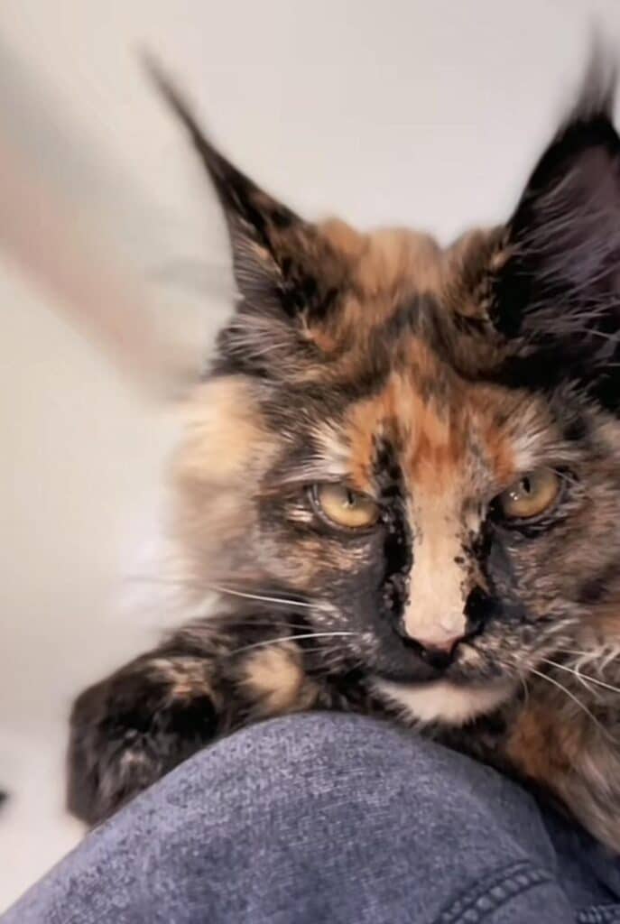 fierce-maine-coon-kittens-for-sale ⋆ Sassy Koonz Maine Coon Cattery fierce maine coon kittens foe sale