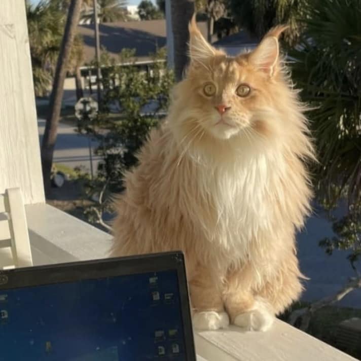 giant-maine-coon-cat-hige-coat-furry-outside ⋆ Sassy Koonz Maine Coon Cattery giant maine coon cat huge coat furry outside