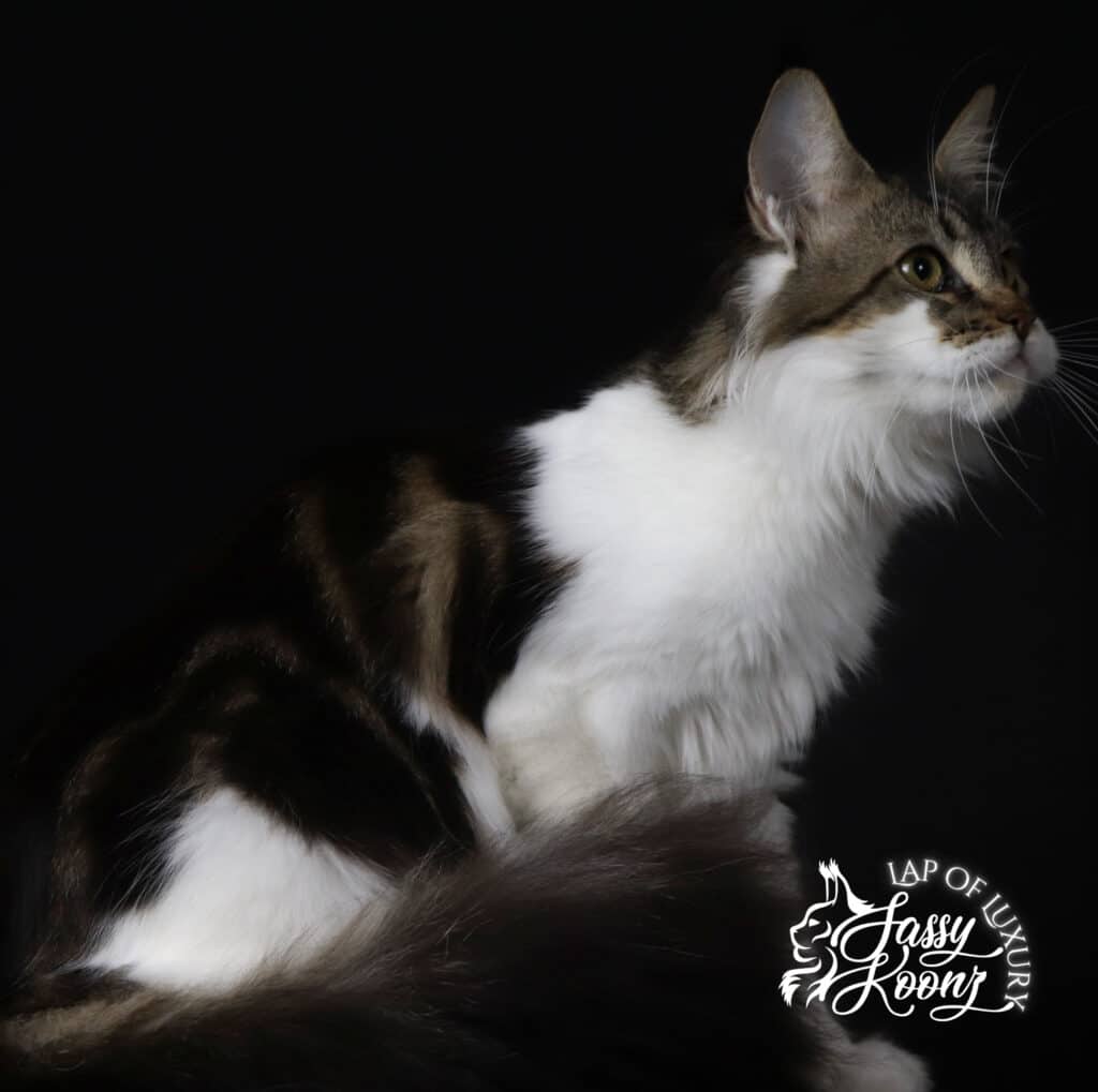 giant-maine-coon-kittens-for-sale-from-queen ⋆ Sassy Koonz Maine Coon Cattery giant maine coon kittens for sale from Queen