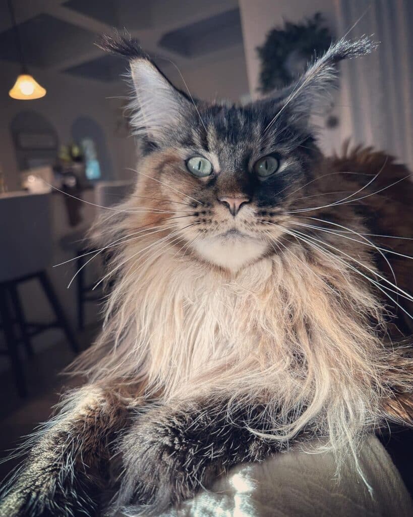 gorgeous-long-hair-black-torbie-maine-coon-cat ⋆ Sassy Koonz Maine Coon Cattery gorgeous long hair black torbie Maine Coon cat