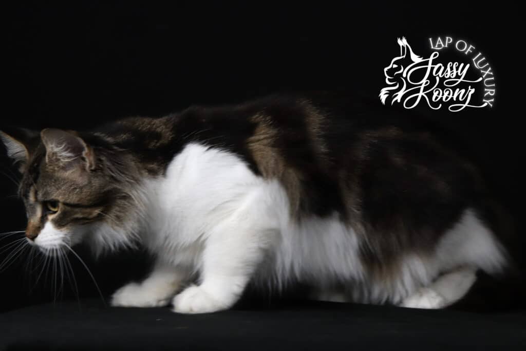 large-maine-coon0cat-bicolor-ferrari ⋆ Sassy Koonz Maine Coon Cattery large maine coon cat bicolor ferrari