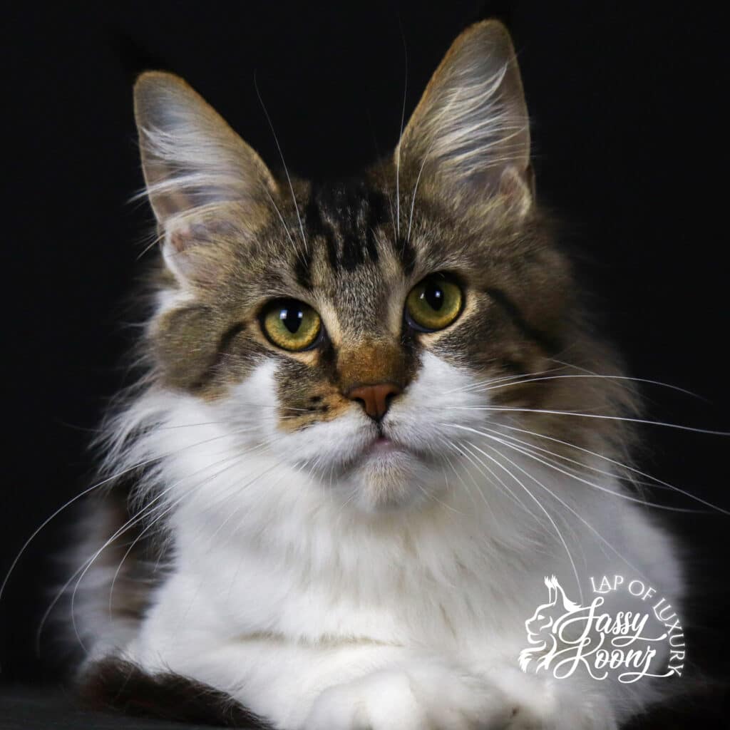 maine-coon-cats-for-sale-near-me-ferrari ⋆ Sassy Koonz Maine Coon Cattery maine coon cats for sale near me ferrari