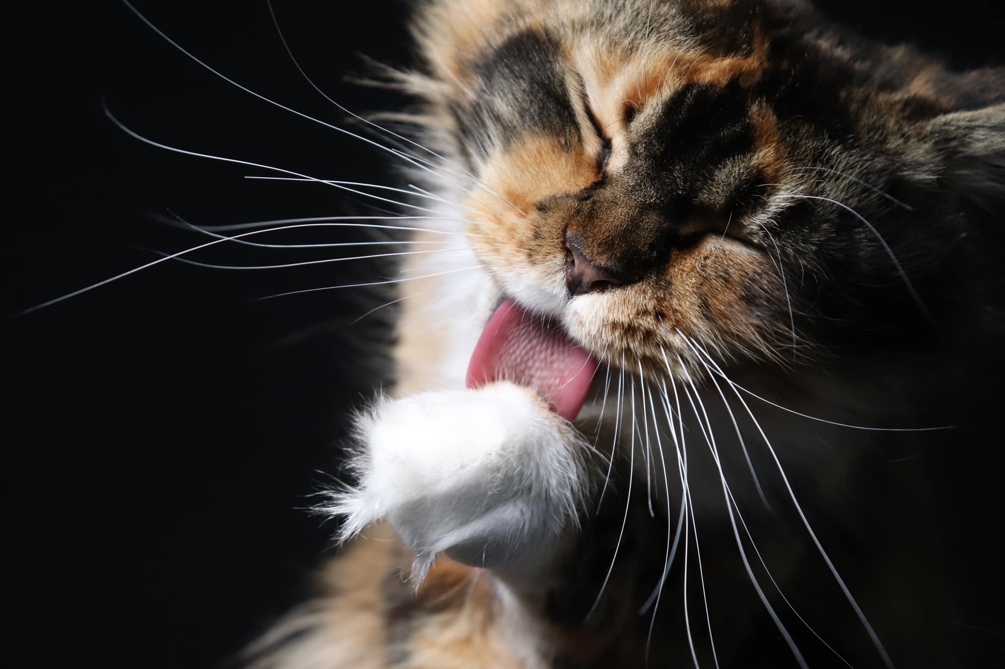 maine-coon-kittens-for-sale-from-chichi โ Sassy Koonz Maine Coon Cattery maine coon cat washing her paw tortie giant kittens closeup