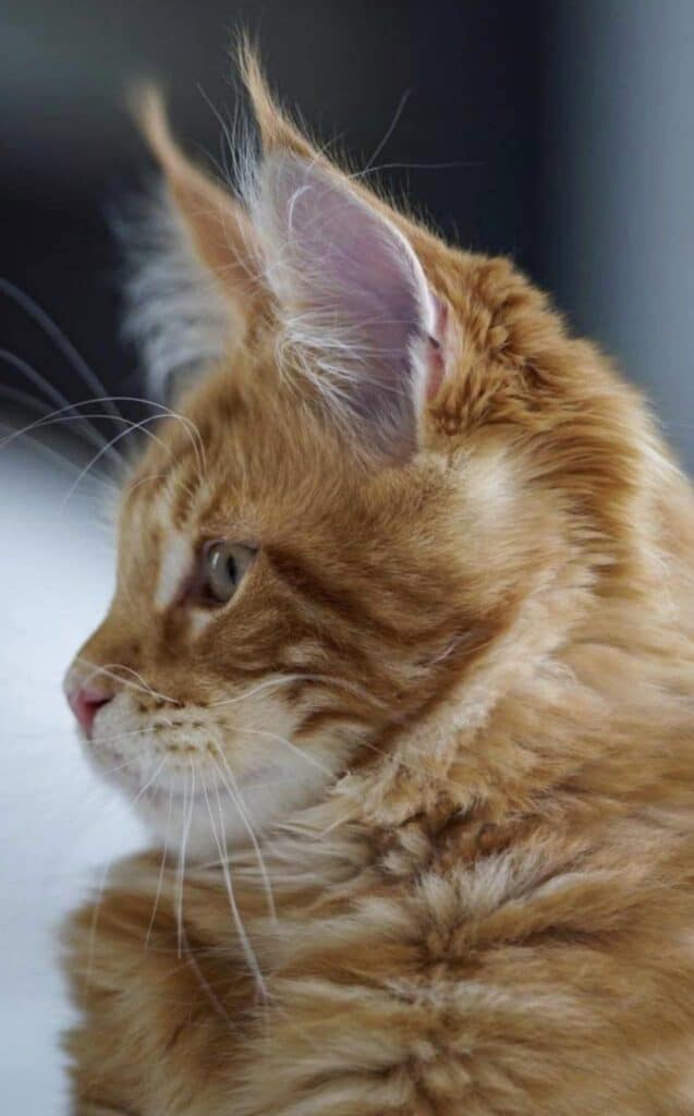 maine-coon-kittens-for-sale-mad-hatter-profile-perfection ⋆ Sassy Koonz Maine Coon Cattery maine coon kittens for sale mad hatter profile perfection