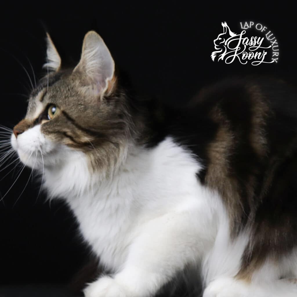 maine-coon-profile-ferrari- ⋆ Sassy Koonz Maine Coon Cattery maine coon profile ferrari