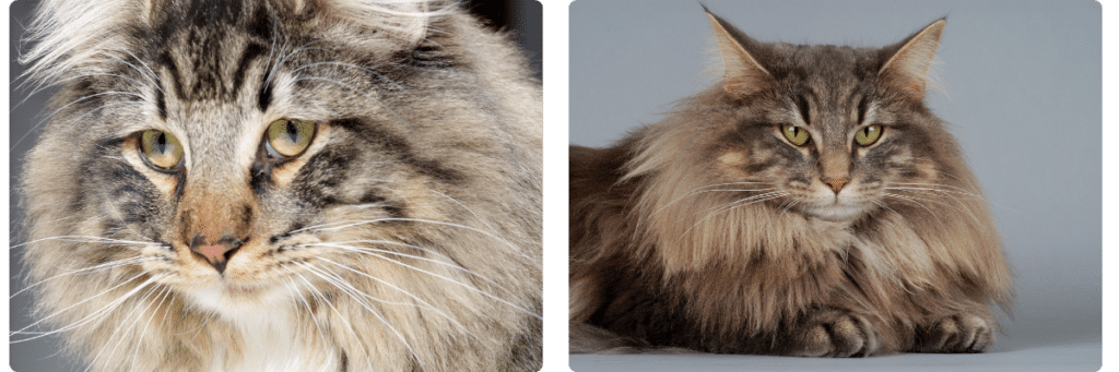norwegian-forest-cat ⋆ Sassy Koonz Maine Coon Cattery norwegian forest cats