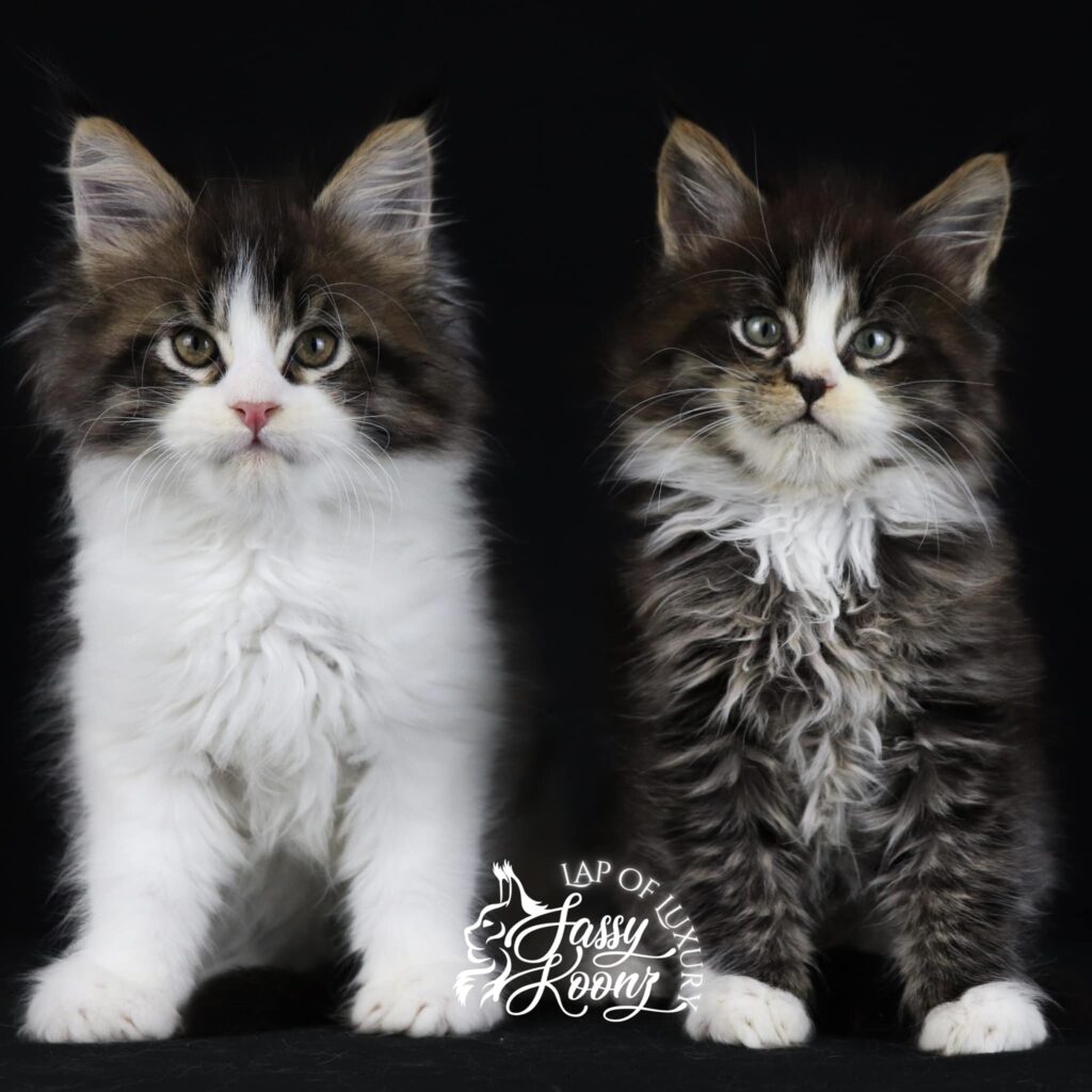 popular-monster-reimagined-siblings-maine-coon-cats โ Sassy Koonz Maine Coon Cattery popular monster reimagined siblings maine coon cats
